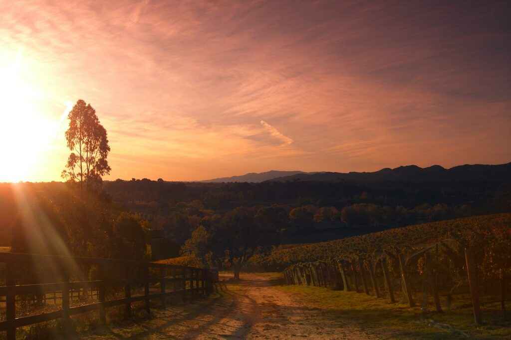 Vineyard
