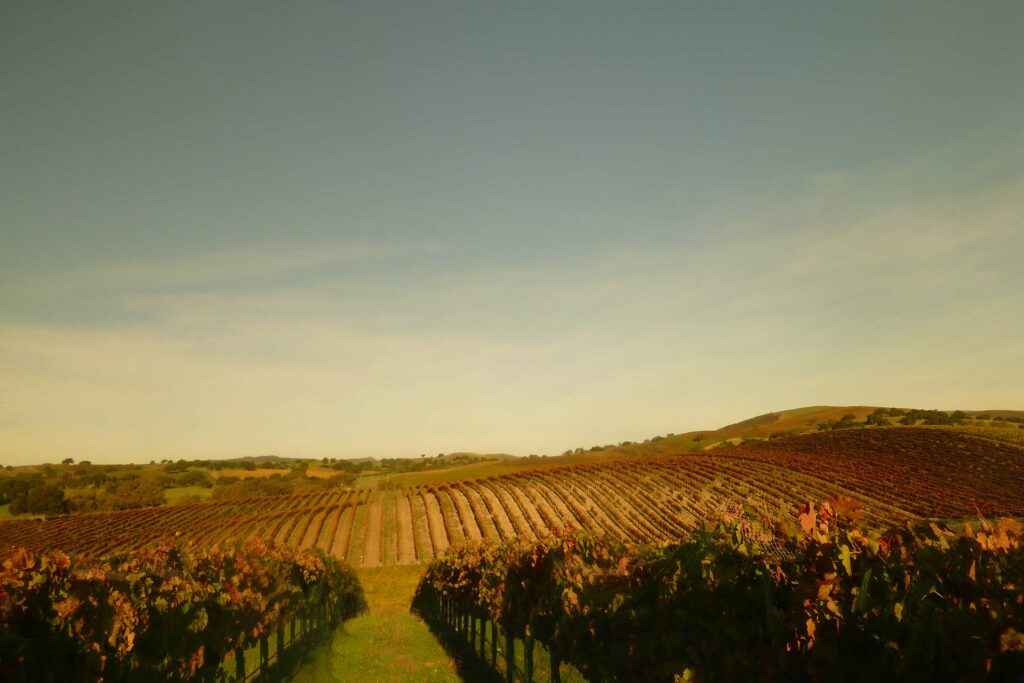 Vineyard